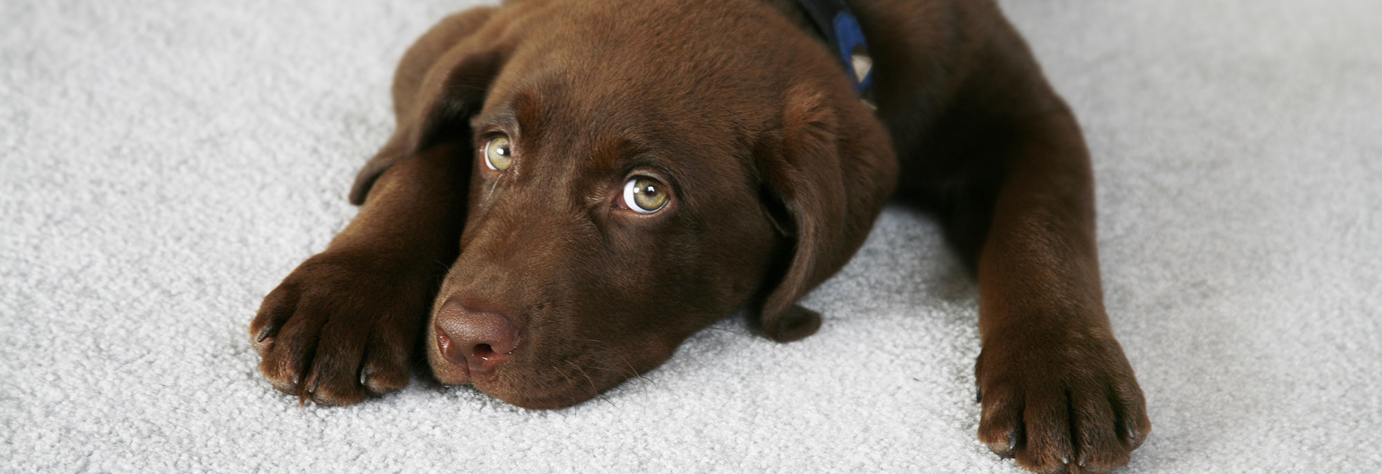 Puppy on Carpet