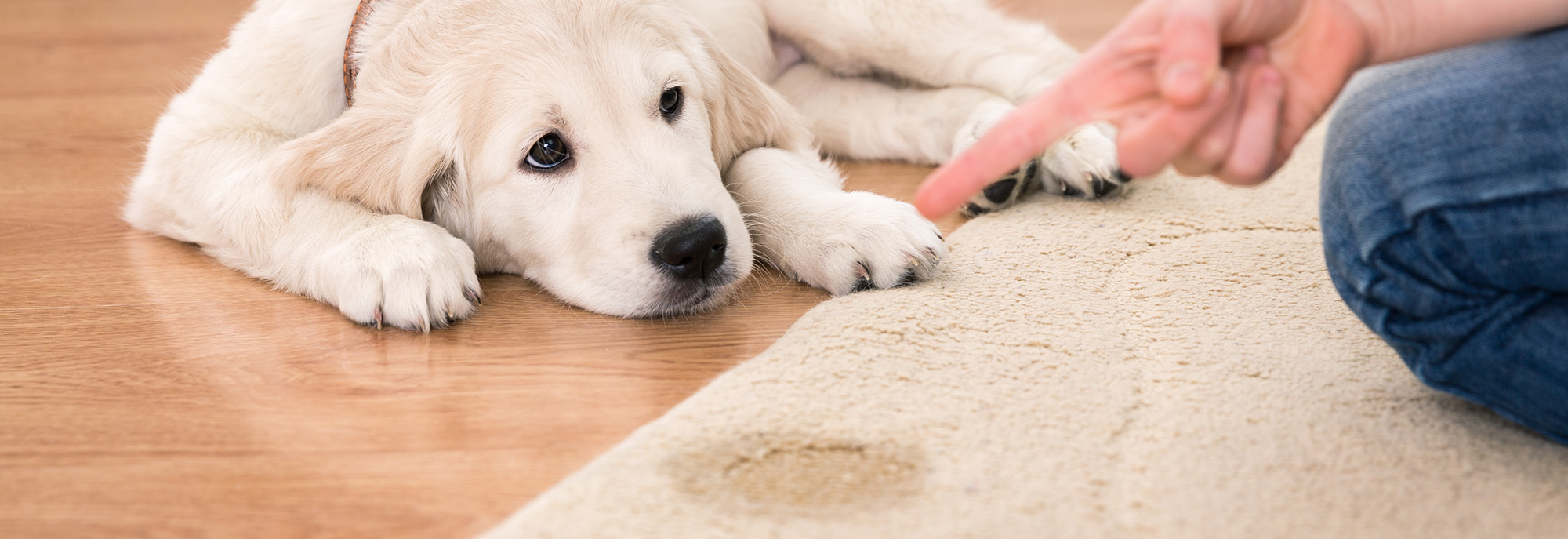 Haines Carpet Cleaning Header Image